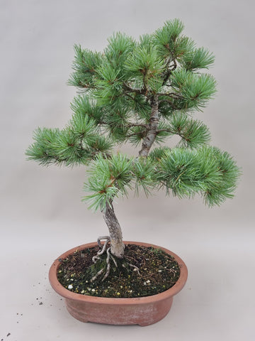 Bonsai Pinus parviflora
