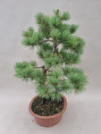 Bonsai Pinus parviflora