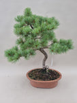 Bonsai Pinus parviflora