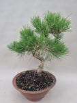 Pinus thunbergii