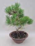 Pinus thunbergii