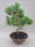 Pinus thunbergii