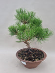 Pinus thunbergii