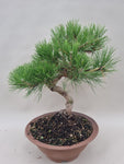Pinus thunbergii