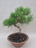 Pinus thunbergii