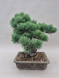 Pinus parviflora