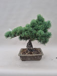 Pinus parviflora