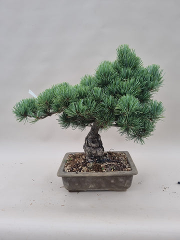 Pinus parviflora
