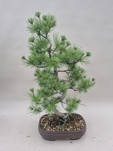 Bonsai Pinus parviflora