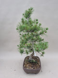 Bonsai Pinus parviflora