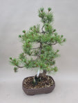 Bonsai Pinus parviflora