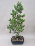 Bonsai Pinus parviflora