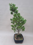 Bonsai Pinus parviflora