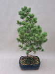 Bonsai Pinus parviflora