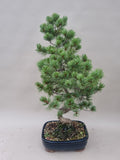 Bonsai Pinus parviflora