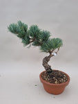 Bonsai Pinus parviflora