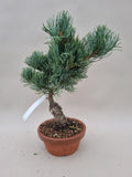 Bonsai Pinus parviflora