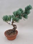 Bonsai Pinus parviflora