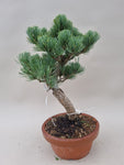 Bonsai Pinus parviflora