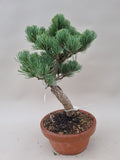 Bonsai Pinus parviflora