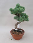 Bonsai Pinus parviflora