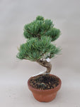 Bonsai Pinus parviflora