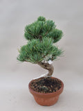 Bonsai Pinus parviflora