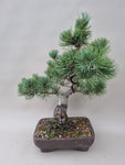 Pinus parviflora