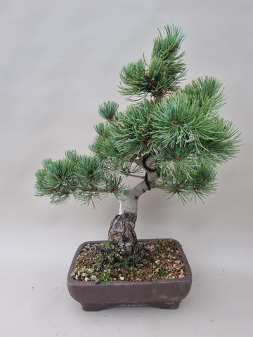 Pinus parviflora