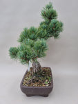 Pinus parviflora
