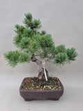 Pinus parviflora