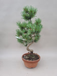 Bonsai Pinus parviflora