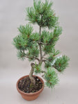 Bonsai Pinus parviflora
