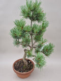 Bonsai Pinus parviflora