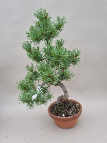 Bonsai Pinus parviflora