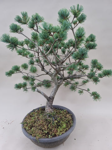 Bonsai Pinus parviflora