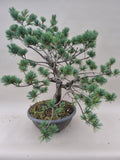 Bonsai Pinus parviflora