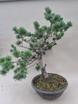 Bonsai Pinus parviflora