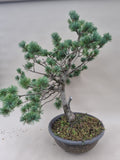Bonsai Pinus parviflora
