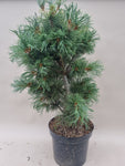 Bonsai Pinus parviflora