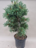 Bonsai Pinus parviflora