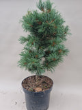 Bonsai Pinus parviflora