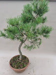 Bonsai pinus sylvestris