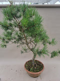 Bonsai pinus sylvestris