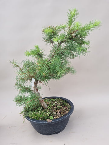 Bonsai Lariks decidua