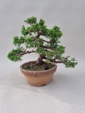 Bonsai Juniperus chinensis itoigawa shohin