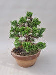 Bonsai Juniperus chinensis itoigawa shohin