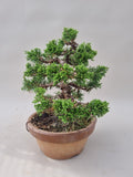 Bonsai Juniperus chinensis itoigawa shohin