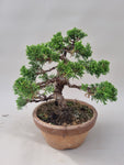 Bonsai Juniperus chinensis itoigawa shohin