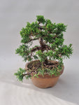 Bonsai Juniperus chinensis itoigawa shohin